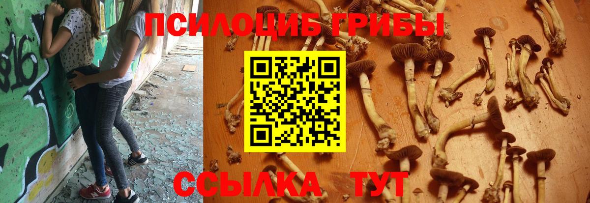 Псилоцибиновые грибы Cubensis Киров